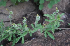 Tragia cannabina